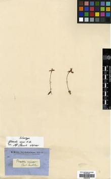 Type specimen at Edinburgh (E). Brown, Robert: 5604. Barcode: E00394108.