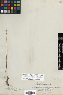 Type specimen at Edinburgh (E). Drummond, James: 28. Barcode: E00394112.