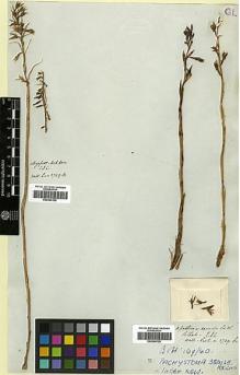 Type specimen at Edinburgh (E). Wallich, Nathaniel: 3739A. Barcode: E00394125.