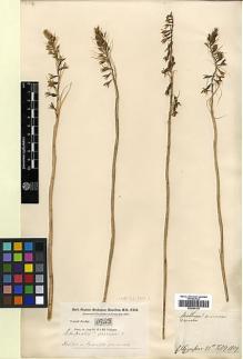 Type specimen at Edinburgh (E). Buchanan-Hamilton, Francis: 1993. Barcode: E00394128.