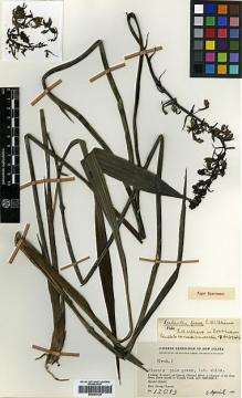 Type specimen at Edinburgh (E). Clemens, Mary: 12093. Barcode: E00394129.