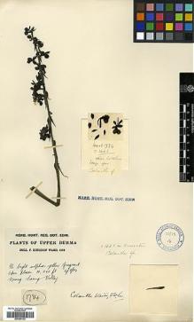 Type specimen at Edinburgh (E). Kingdon-Ward, Francis: 1734. Barcode: E00394132.