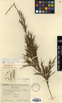 Type specimen at Edinburgh (E). Schlechter, Friedrich: 18024. Barcode: E00394139.