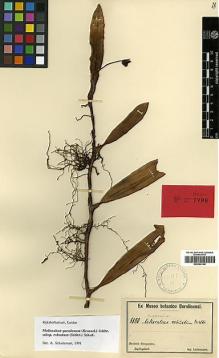 Type specimen at Edinburgh (E). Ledermann, Carl: 8880. Barcode: E00394140.
