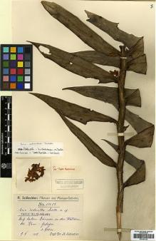 Type specimen at Edinburgh (E). Schlechter, Friedrich: 17682. Barcode: E00394143.