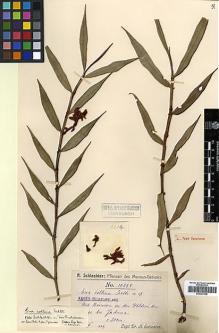 Type specimen at Edinburgh (E). Schlechter, Friedrich: 19294. Barcode: E00394148.