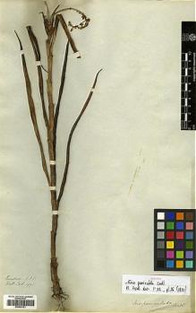 Type specimen at Edinburgh (E). Wallich, Nathaniel: 1971. Barcode: E00394151.