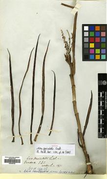 Type specimen at Edinburgh (E). Wallich, Nathaniel: 1971. Barcode: E00394152.