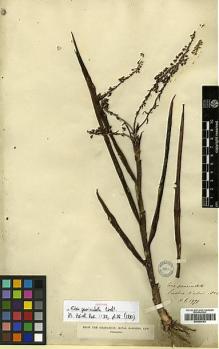 Type specimen at Edinburgh (E). Wallich, Nathaniel: 1971. Barcode: E00394153.