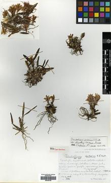 Type specimen at Edinburgh (E). Woods, Patrick: 318. Barcode: E00394155.