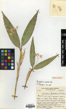 Type specimen at Edinburgh (E). Cultivated Plant of the RBGE (CULTE): C7213. Barcode: E00394156.