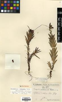 Type specimen at Edinburgh (E). Schlechter, Friedrich: 16735. Barcode: E00394158.
