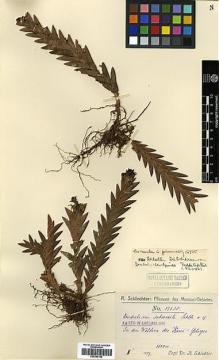 Type specimen at Edinburgh (E). Schlechter, Friedrich: 17635. Barcode: E00394159.