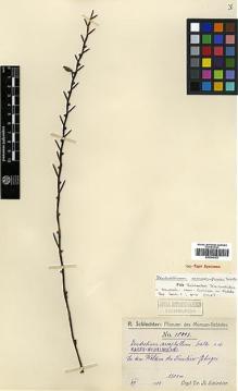 Type specimen at Edinburgh (E). Schlechter, Friedrich: 18013. Barcode: E00394163.