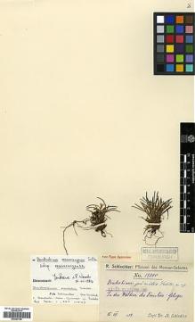 Type specimen at Edinburgh (E). Schlechter, Friedrich: 17998. Barcode: E00394180.