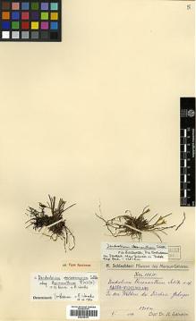 Type specimen at Edinburgh (E). Schlechter, Friedrich: 19630. Barcode: E00394181.