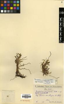 Type specimen at Edinburgh (E). Schlechter, Friedrich: 16245. Barcode: E00394199.