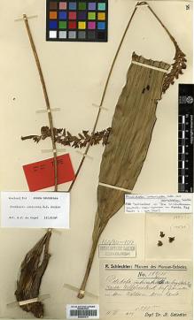 Type specimen at Edinburgh (E). Schlechter, Friedrich: 177595. Barcode: E00394214.