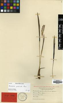 Type specimen at Edinburgh (E). Clemens, Joseph: 273. Barcode: E00394215.