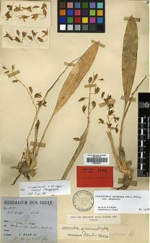 Type specimen at Edinburgh (E). Wray, Leonard Jr.: 1538. Barcode: E00394221.