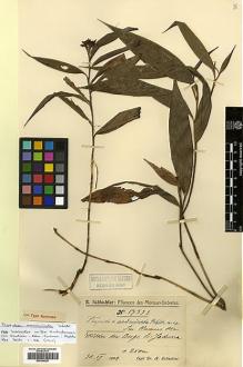 Type specimen at Edinburgh (E). Schlechter, Friedrich: 19333. Barcode: E00394225.