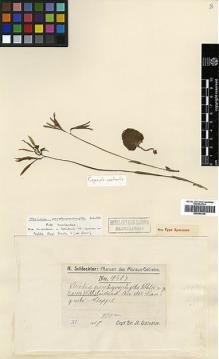 Type specimen at Edinburgh (E). Schlechter, Friedrich: 18467. Barcode: E00394228.