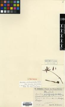 Type specimen at Edinburgh (E). Schlechter, Friedrich: 18299. Barcode: E00394229.