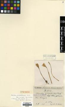 Type specimen at Edinburgh (E). Schlechter, Friedrich: 18336. Barcode: E00394230.