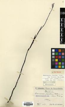 Type specimen at Edinburgh (E). Schlechter, Friedrich: 16952. Barcode: E00394232.