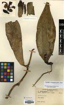 Type specimen at Edinburgh (E). Clemens, Joseph; Clemens, Mary: 26725-26300. Barcode: E00394233.