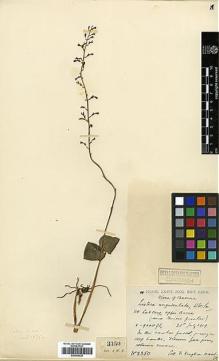 Type specimen at Edinburgh (E). Kingdon-Ward, Francis: 3350. Barcode: E00394238.