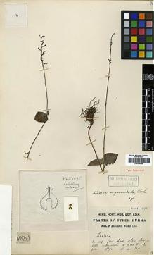 Type specimen at Edinburgh (E). Kingdon-Ward, Francis: 1875. Barcode: E00394239.