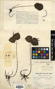 Type specimen at Edinburgh (E). Kingdon-Ward, Francis: 3414. Barcode: E00394242.