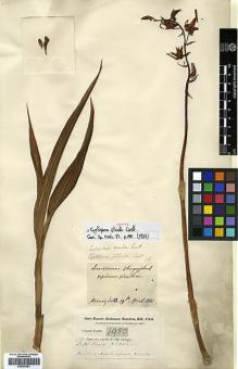Type specimen at Edinburgh (E). Buchanan-Hamilton, Francis: 1950. Barcode: E00394251.
