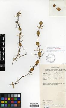 Type specimen at Edinburgh (E). Benjamin, M.: LAE 67880. Barcode: E00394253.