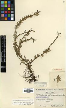 Type specimen at Edinburgh (E). Schlechter, Friedrich: 19183. Barcode: E00394254.