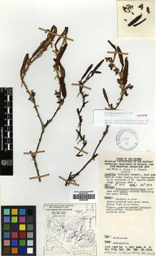 Type specimen at Edinburgh (E). Vinas, N.; Wiakabu, J.: LAE 67057. Barcode: E00394255.