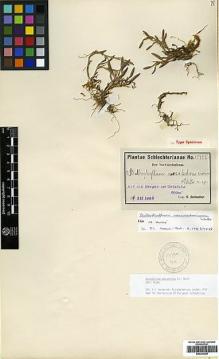 Type specimen at Edinburgh (E). Schlechter, Friedrich: 15492. Barcode: E00394258.