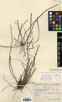 Type specimen at Edinburgh (E). Schlechter, Friedrich: 18562. Barcode: E00394260.