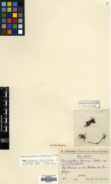 Type specimen at Edinburgh (E). Schlechter, Friedrich: 16963. Barcode: E00394261.