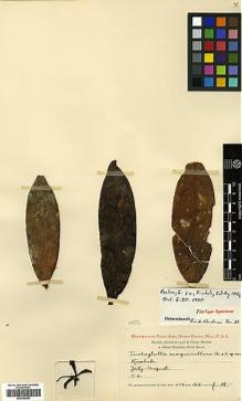 Type specimen at Edinburgh (E). Haslam, George: . Barcode: E00394264.