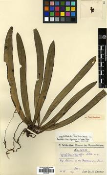 Type specimen at Edinburgh (E). Schlechter, Friedrich: 16569. Barcode: E00394269.