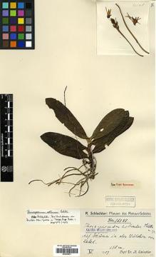 Type specimen at Edinburgh (E). Schlechter, Friedrich: 16148. Barcode: E00394271.