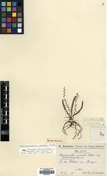 Type specimen at Edinburgh (E). Schlechter, Friedrich: 18367. Barcode: E00394273.