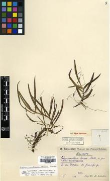 Type specimen at Edinburgh (E). Schlechter, Friedrich: 19909. Barcode: E00394275.