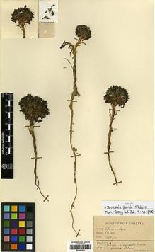 Type specimen at Edinburgh (E). Lepcha, Rhomoo: 527. Barcode: E00394278.