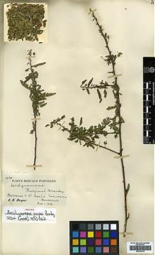 Type specimen at Edinburgh (E). Purpus, Carl: 1904. Barcode: E00394279.