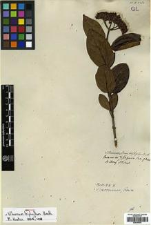 Type specimen at Edinburgh (E). Hartweg, Karl: 1040. Barcode: E00394303.