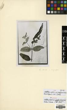 Type specimen at Edinburgh (E). Wilson, Ernest: 613. Barcode: E00394322.