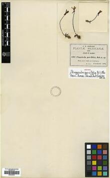 Type specimen at Edinburgh (E). Pringle, Cyrus: 4397. Barcode: E00394342.